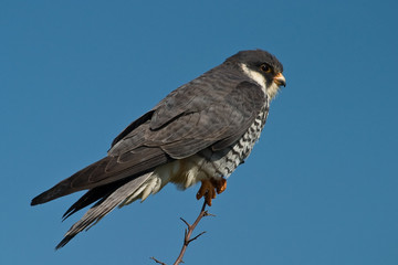 Amur Falcon