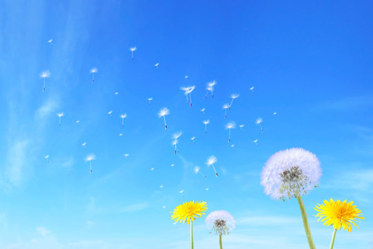 dandelion seed 2
