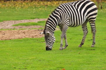 Fototapeta na wymiar Afrika Zebra