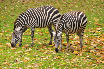 Afrika Zebra