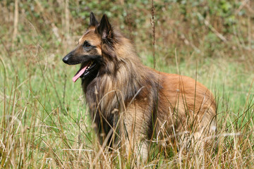 berger belge tervueren adulte immobile et statique en campagne