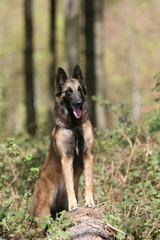 berger belge tervueren adulte en pose fiere dans les bois