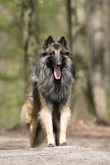 le berger belge tervueren adulte marchant en campagne