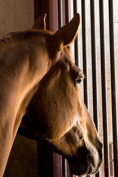 Horse In Its Box