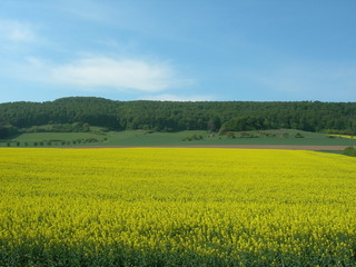 Rapsfeld mit Wald und Himmel