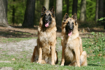 couple de berger belge tervueren assis cote a cote dans la foret