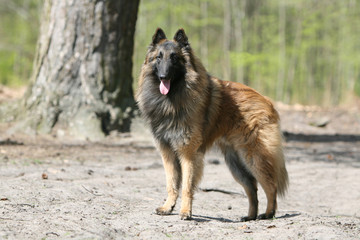 balade du berger belge tervueren dans les bois