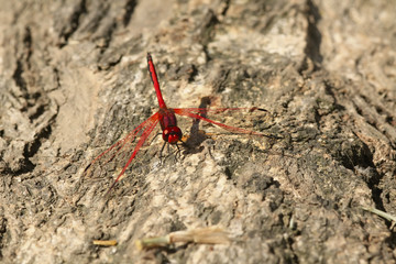 Big red dragonfly