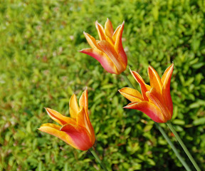 Fototapeta premium Three orange tulips