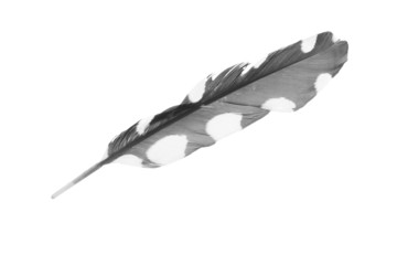 cuckoo feather