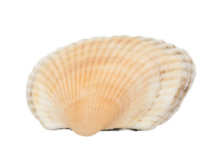 flat orange shellfish