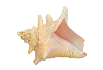 light orange shellfish