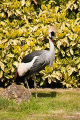 Crowned Crane