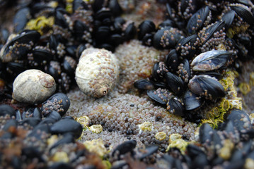 Shells