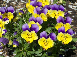 Pansies