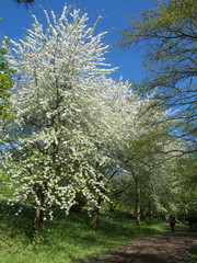 Tree in bloom