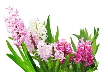 Obraz premium Hyacinth Flower Plants