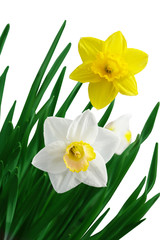 Fototapeta premium White and Yellow Daffodil