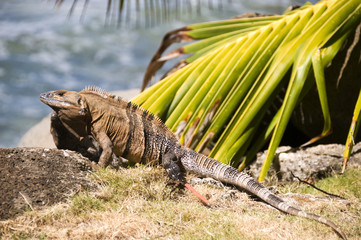 iguana rocks by beach central america