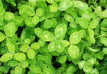 Trefoil background