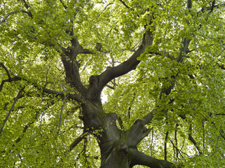 Fototapeta na wymiar Wierzchołek drzewa