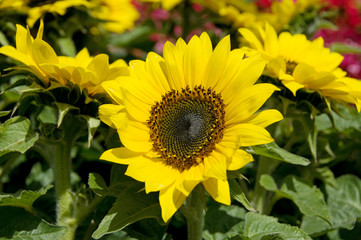 Obraz premium Sunflower in a Summer Flower Patch