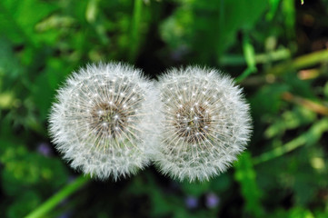 Obraz premium spring flower