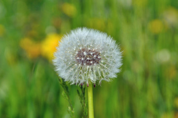 spring flower