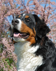 jeune bouvier bernois