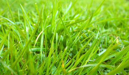 Grass background