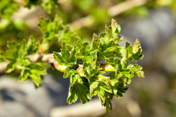 Fresh spring leaves