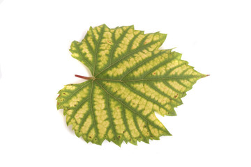leaf