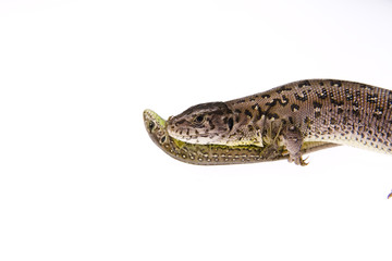 Lizard