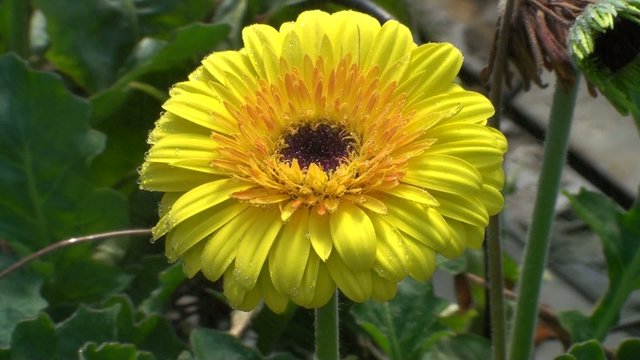 flor