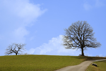 Obraz premium Arbres au printemps