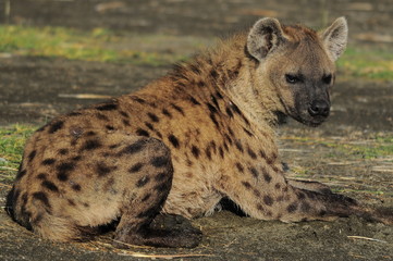 The Spotted Hyena (crocuta crocuta), lake Nakuru, Kenya