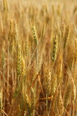 golden wheat cereal yellow field