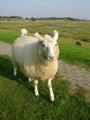 Obraz premium Schaf auf dem Deich