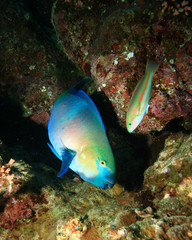 Rusty Parrotfish and Klunzinger's Wrasse