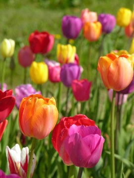 Bunte Tulpen auf der Wiese