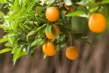 orangers
