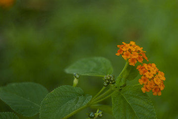 A beautiful orange flowers on Seychelles.