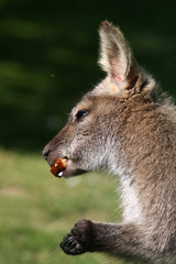 Brot fressendes Bennett-Känguru