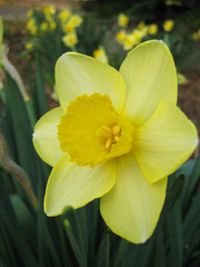 narzissen