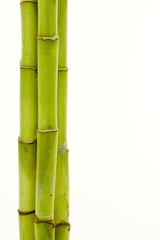 bamboo