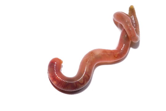 EarthWorm