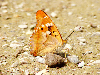 Orange butterfly on the beach