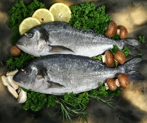 Mediterranean royal dorade fish