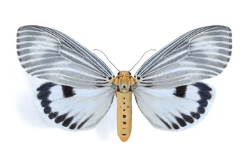Obraz premium Arctiidae