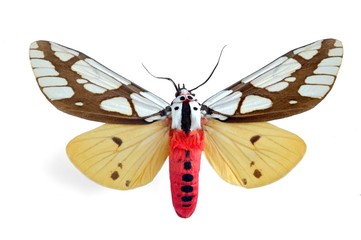 Arctiidae